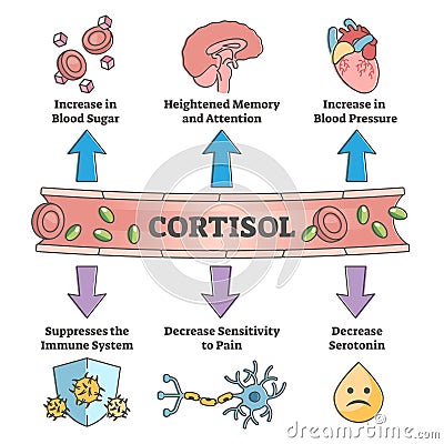 Cortisol hormone increased or decreased level symptom scheme outline concept Vector Illustration