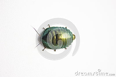 Corydidarum magnifica is definitely one of the most beautiful shimmering cockroaches. And, at the same time, one of the Stock Photo