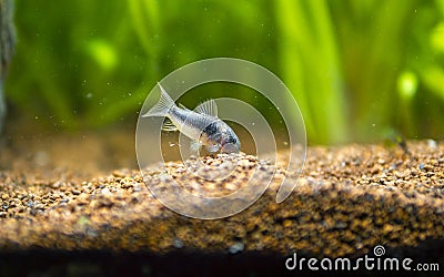 corydora (Corydoras aeneus) isolated in fish tank with blurred background Stock Photo