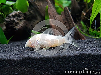 Corydoras Aeneus Albino Stock Photo