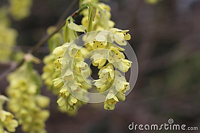 Corylopsis spicata, close up yellow blooms spring Stock Photo