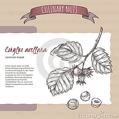 Corylus avellana aka common hazel branch and nuts sketch on cardboard background. Culinary nuts series. Vector Illustration