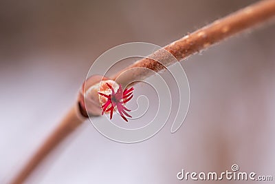 Corylus avellana female flower Stock Photo