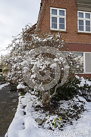 Corylus avellana hazel tree in a front yard infront of a house on a snowy winter day Stock Photo