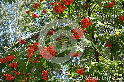 Corymbs of orange berries of European rowan in September Stock Photo