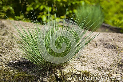 Corynephorus canescens perennial grass grows predominantly in the sand and on the outskirts of forest roads Stock Photo