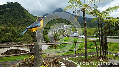 Cosanga, Napo / Ecuador - January 16 2016: Sculpture bird with yellow breast at the entrance of the town of Cosanga Editorial Stock Photo