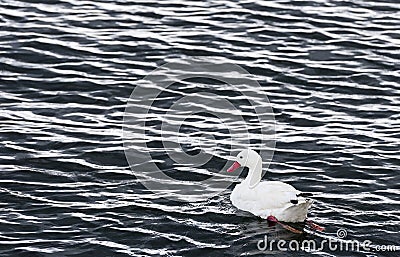 Coscoroba swan Stock Photo