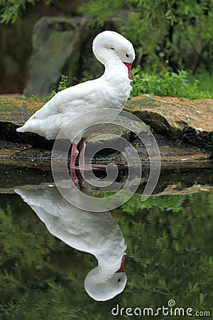 Coscoroba swan Stock Photo