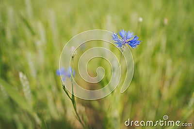 Cose up of blue cornflowers Stock Photo