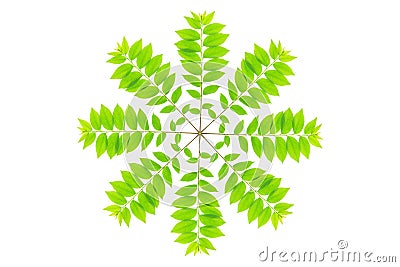 Cose up green leaf of star gooseberry tree Stock Photo