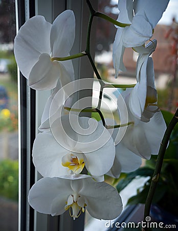 Coseup of blooming white phalaenopsis orchid on window sill. House gardening, exotic plant Stock Photo