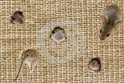 Coseup the heads of the mice peeps from the holes in the linen sack. Stock Photo