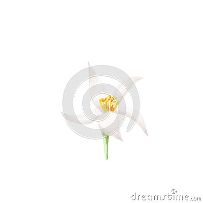 Single lemon blossom, hand drawn markers illustration isolated on white Cartoon Illustration