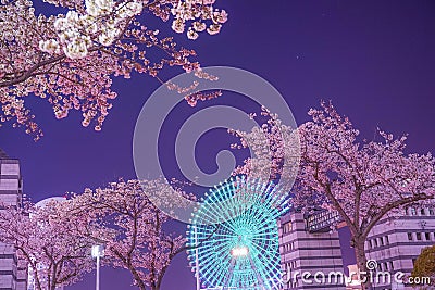 Cosmo clock and going to see cherry blossoms at night (Yokohama Minato Mirai) Stock Photo