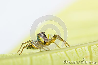 Cosmophasis umbratica jumping spider Stock Photo