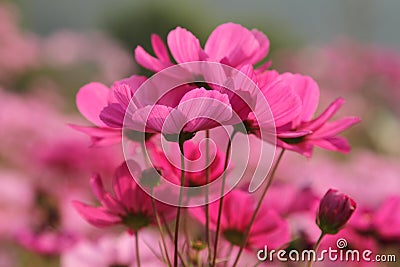 Cosmos Stock Photo