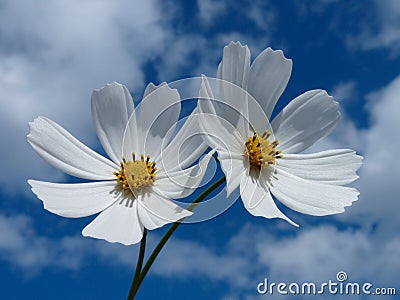 Cosmos Stock Photo