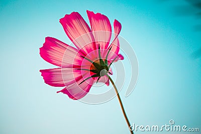 Cosmos bipinnata Cav. flower Stock Photo