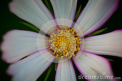 Cosmos bipinnata Cav. flower Stock Photo