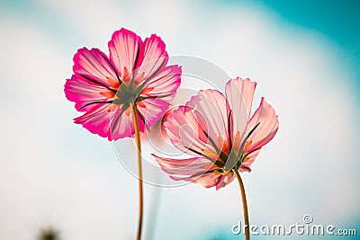 Cosmos bipinnata Cav flower pink Stock Photo