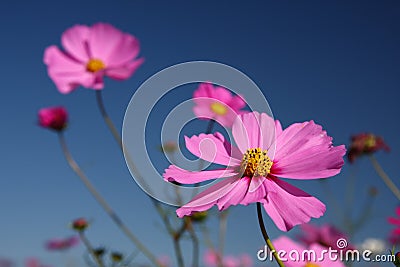 Cosmos bipinnatus Stock Photo