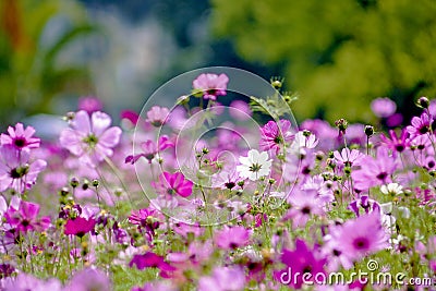 Cosmos bipinnatus Stock Photo