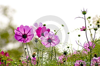 Cosmos bipinnatus Stock Photo