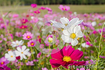 The Cosmos bipinnatus beautiful bloom when get winter coming, as the background. Stock Photo