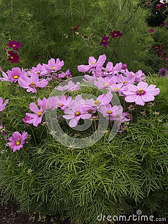 Cosmos bipinnatus Casanova Pink 03 Stock Photo