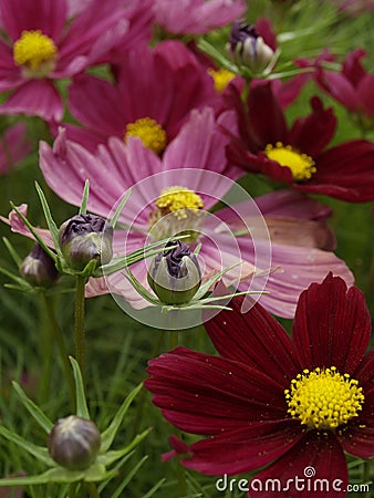 Cosmos bipinnatus Casanova Red 05 Stock Photo