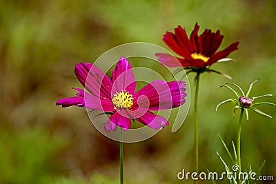 Cosmos bipinnatus colorful flowers Stock Photo