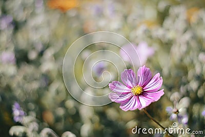 Cosmos bipinnatus flower with a blurred background Stock Photo