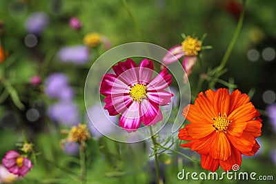 Cosmos bipinnatus Flower Stock Photo