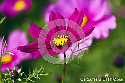 Cosmos bipinnatus Stock Photo