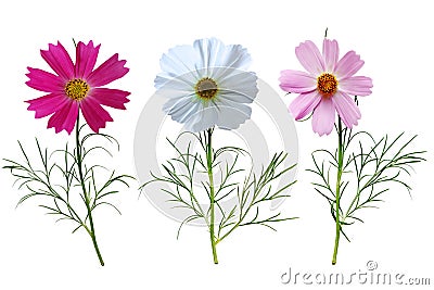 Cosmos bipinnatus Stock Photo