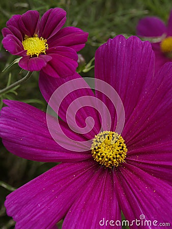 Cosmos bipinnatus Sonata Carmine 07 Stock Photo