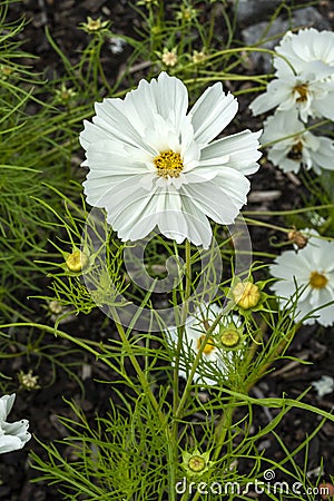 Cosmos bipinnatus `Sonata White` Stock Photo