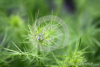 Cosmos bud (Cosmos bipinnatus) Stock Photo