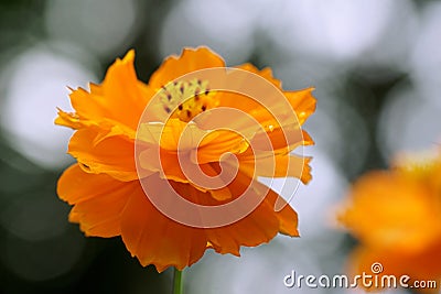 Orange Cosmos caudatus bokeh Stock Photo