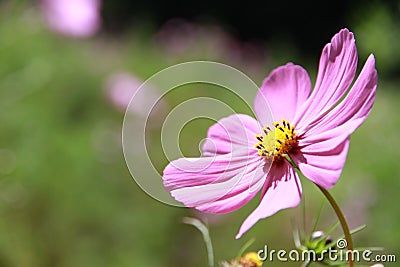 Cosmos Stock Photo