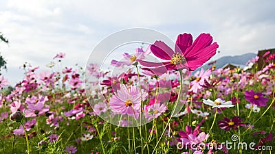 Cosmos field Stock Photo