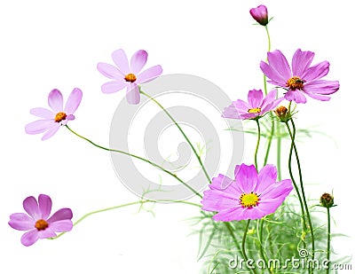 Cosmos flower Stock Photo