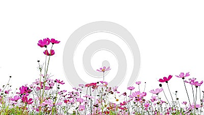 Cosmos flowers are blooming and green stalk isolated on white background. Stock Photo
