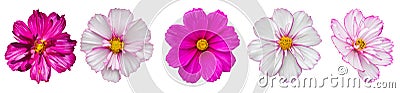 Cosmos flower blossom entirely isolated on white background. Five summer beautiful pink magenta cosmos flower, isolate design Stock Photo