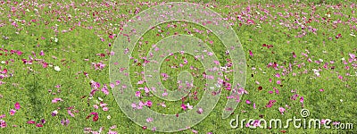 Cosmos flower,colorful flower field Stock Photo