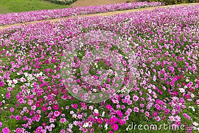 Cosmos flower farm in Awaji Stock Photo