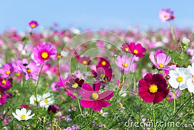 Cosmos Stock Photo