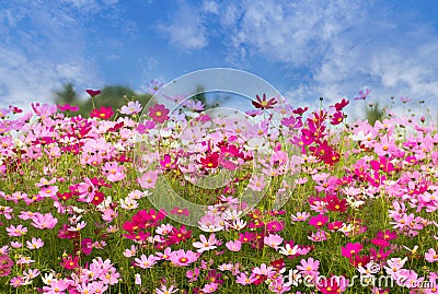 Cosmos Flower field on blue sky background,spring season flowers Stock Photo