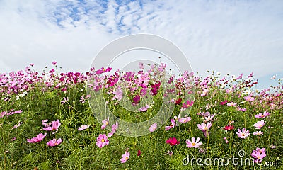 Cosmos Flower field with blue sky,spring season flowers Stock Photo